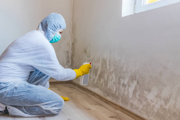 Mold Remediation specialist working in Withams