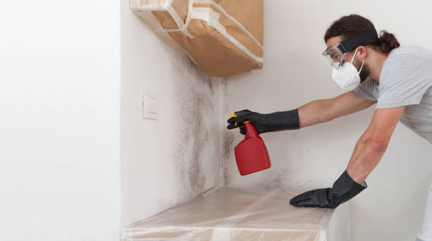 Basement Mold Remediation treatment on basement walls in Withams